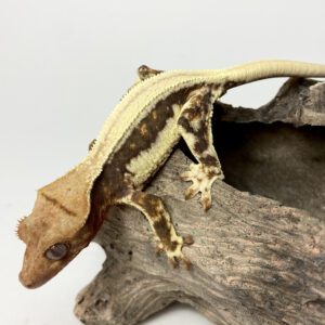 Ciliatus