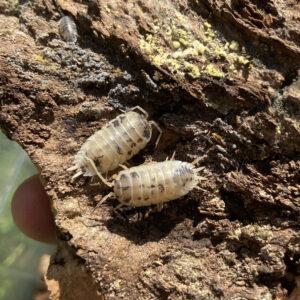 Porcellio laevis "dalmatian"
