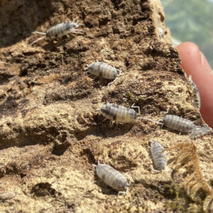 Porcellio pruinosus "oreo"