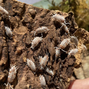 Porcellio pruinosus "red koi"