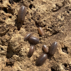 Porcellio laevis "milkback"