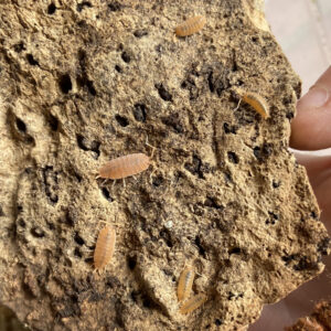 Porcellio pruinosus "orange"