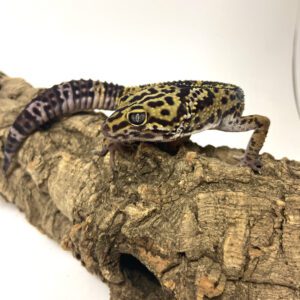 Leopardini