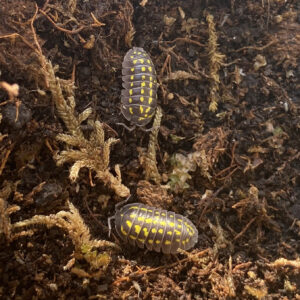Armadillidium gestroi