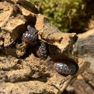 Armadillidium klugii "montenegro"
