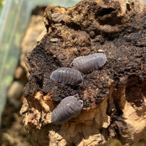 Armadillidium peraccae