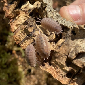 Porcellio scaber "ghost"