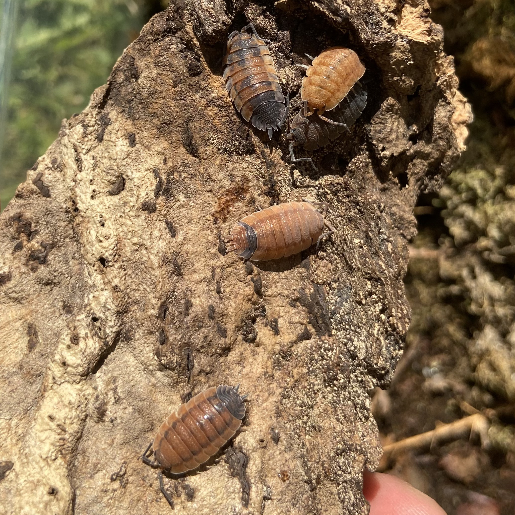 Porcellio scaber "lava"