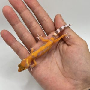 Red diamond tremper tangerine cross 66% ph eclipse