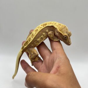 Pinstripe red base (proven)