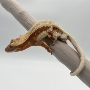 Lilly White Tangerine Red Hypo Het Phantom (proven)
