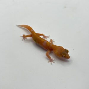 Red diamond tremper 75% cross black blood cross 66% ph eclipse 