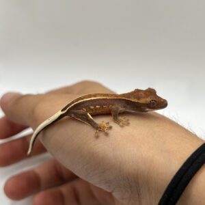 Full Pinstripe Broken Quad